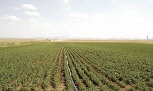 Kuru Fasulye Yetiştiriciliğinde Toprak Hazırlığı ve Gübreleme