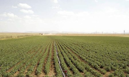 Kuru Fasulye Yetiştiriciliğinde Toprak Hazırlığı ve Gübreleme