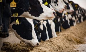 Ruminant Beslenme Nedir?