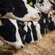 Ruminant Beslenme Nedir?