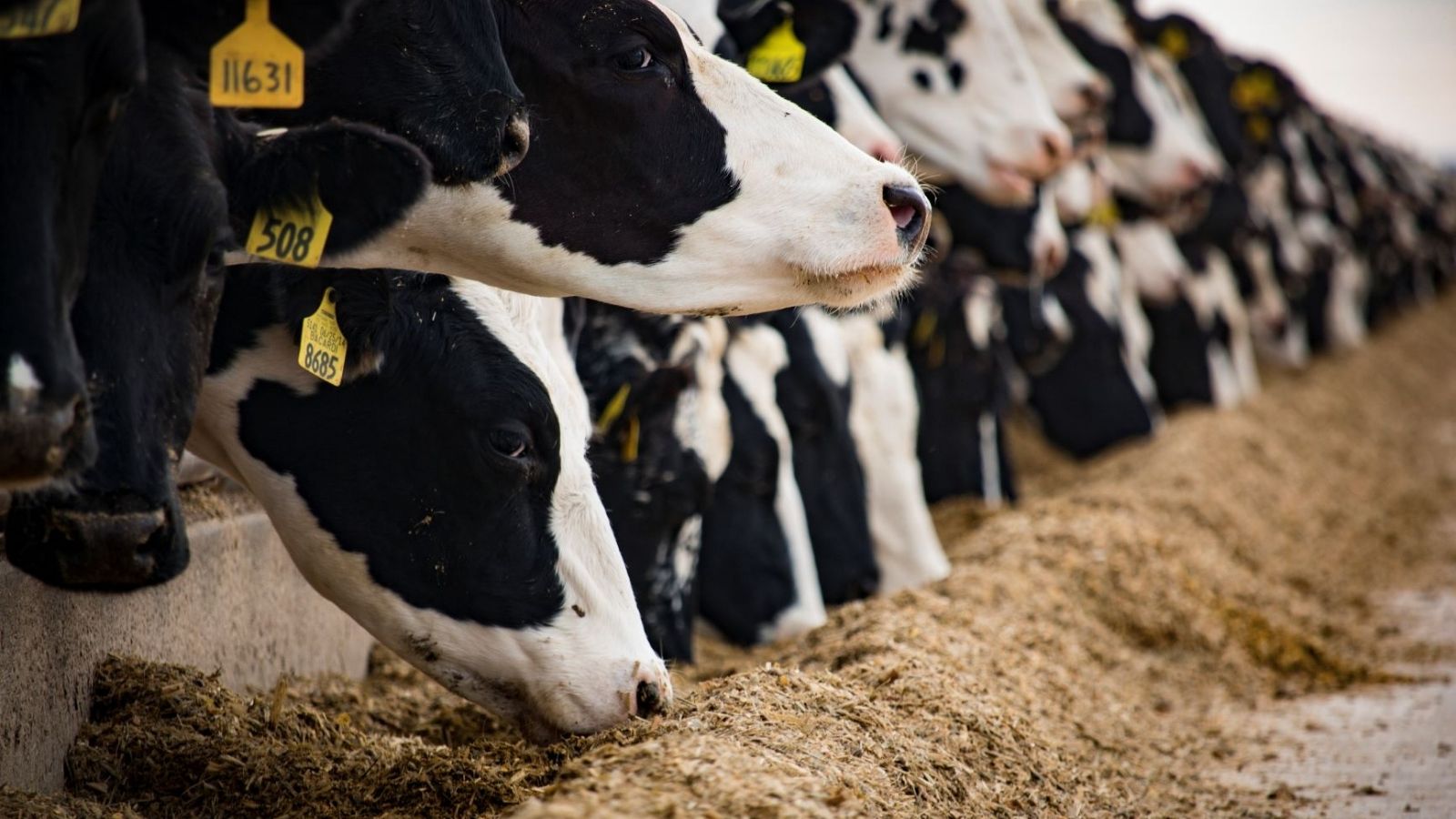 Ruminant Beslenme Nedir?