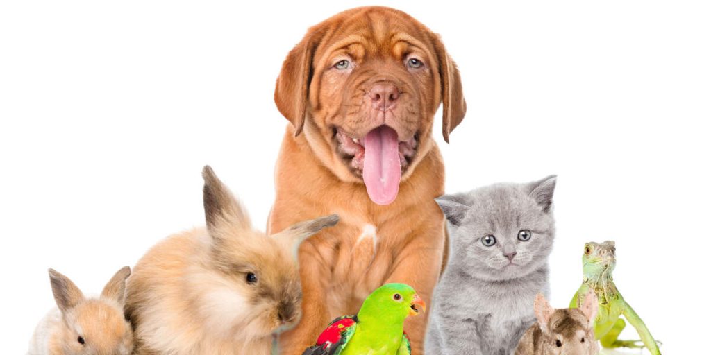 Evcil Hayvan Sahipleri İçin Bakım