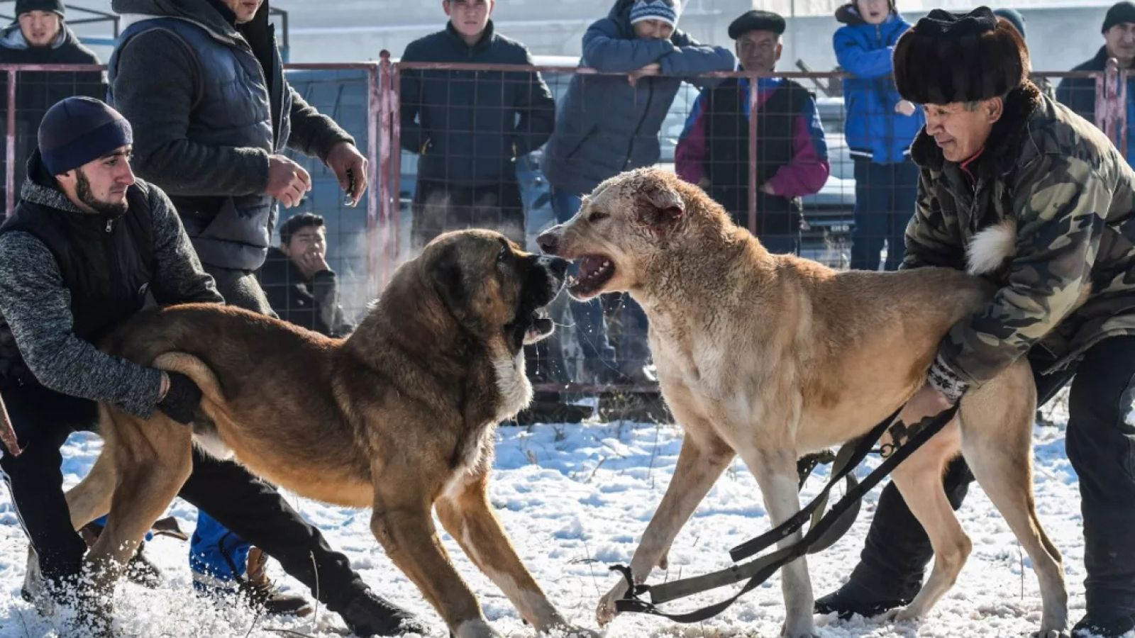 Nevşehir’de Köpek Dövüşüne Drone’lu Baskın