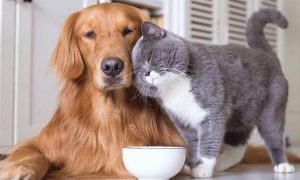 Evcil Hayvan Sahipleri İçin Bakım ve Aşı Takvimi Rehberi