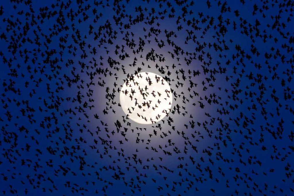 Binlerce Sığırcık Kuşunun Ay Altında Muhteşem Dansı