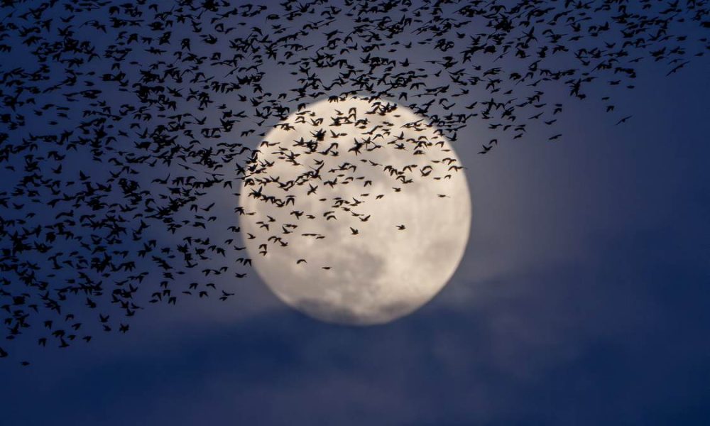 Binlerce Sığırcık Kuşunun Ay Altında Muhteşem Dansı