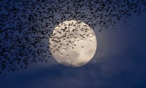 Binlerce Sığırcık Kuşunun Ay Altında Muhteşem Dansı