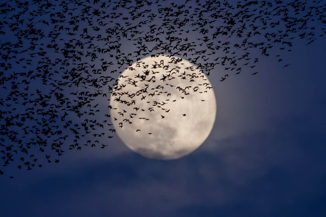 Binlerce Sığırcık Kuşunun Ay Altında Muhteşem Dansı