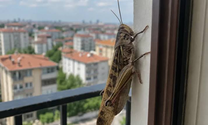 Çekirgeler İnsanlar İçin Tehlikeli Mi?